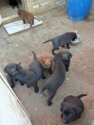 сабака ротвейлер: Лабрадор-ретривер, 2 месяца, Самец