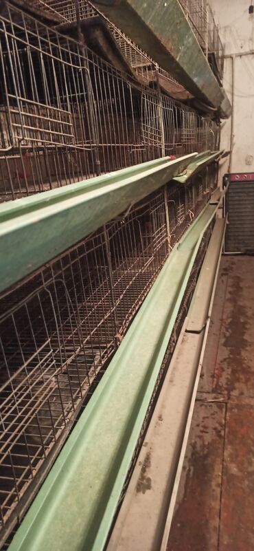 купить яйцо брама: КЛЕТКИ ДЛЯ БРОЛЕРОВ Стандарт 1.70х1.50х0.70 Четыре этажа Два ряда