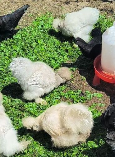 горячая кукуруза: Продам цыплят китайский шелк