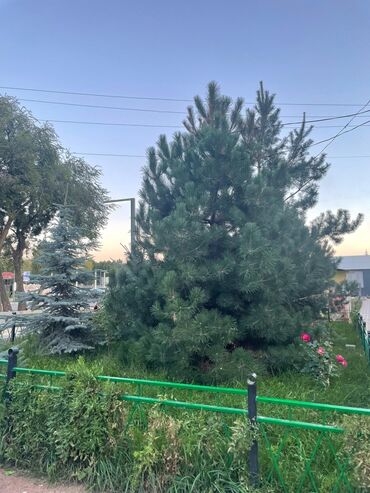 Иссык-Куль 2025: Номер, АК КАЛПАК ЦО Голубой Иссык-Куль, Чолпон-Ата, Парковка, стоянка, Охраняемая территория, Барбекю — 3