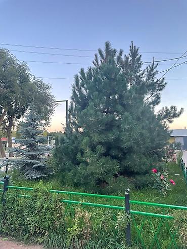 Иссык-Куль 2026: Номер, АК КАЛПАК ЦО Голубой Иссык-Куль, Чолпон-Ата, Парковка, стоянка, Охраняемая территория, Барбекю — 2