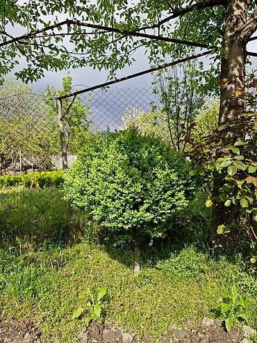 Çöl bitkiləri: Həmişə yaşıl güllər.Şəmsidi adı — 12