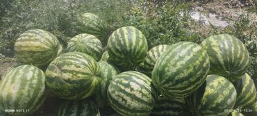 мешок лука цена: Дарбыздар Дүңүнөн, Өзү алып кетүү