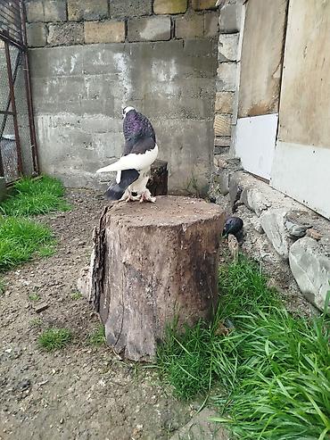 dekorativ göyərçin: Cins: Şişin sinəli, tüklü pəncəli göyərçin . super damazliq şişman — 9