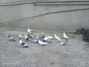 Göyərçinlər: Məhsul: Güvənçinlər (xüsusi uçuş və rəng çeşidləri) Təsvir: - — 2