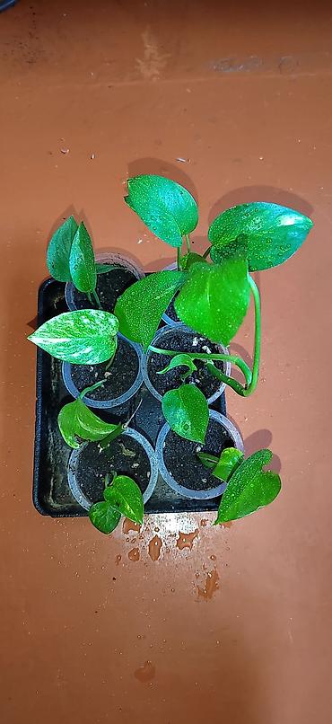 Другие комнатные растения: Комнатные растения — саженцы и черенки. 1) Живое дерево (лечебное) — — 13