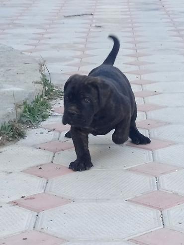 İtlər: Kane-Korso, 1 ay, Erkek, Sənədli, Pulsuz çatdırılma, Ünvandan götürmə, Rayonlara çatdırılma — 8