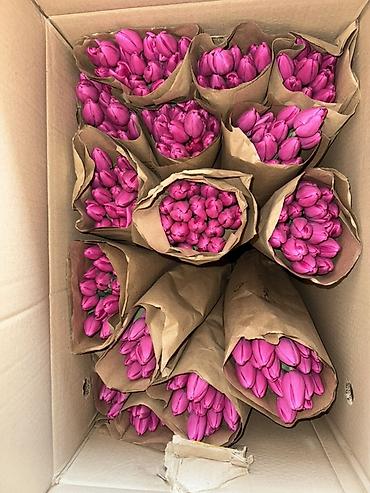 Букеты из живых цветов: Премиальные импортные тюльпаны Привозные тюльпаны лучшего качества — 14