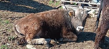 Коровы, быки: Продаю | Бык (самец) | Полукровка | На откорм — 10