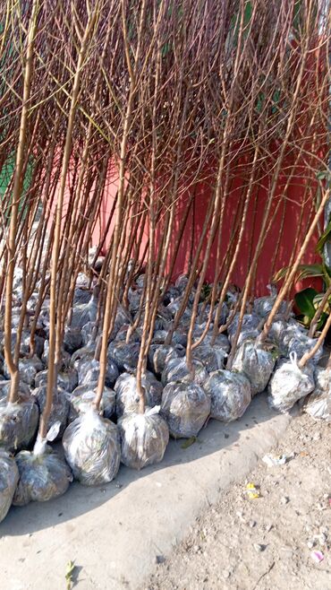 Ağaclar: Her növ ağaclar ve dekarativ ağaclar çox ucuz ve qarantili gubresiz — 47