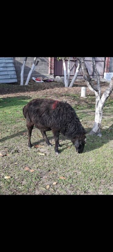 Бараны, овцы: Продаю | Овца (самка) — 5