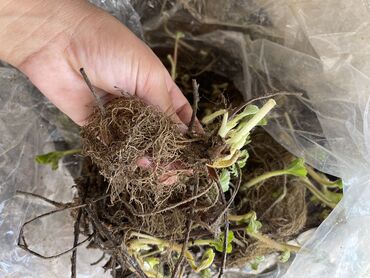 тюльпан семена: Семена и саженцы Платная доставка