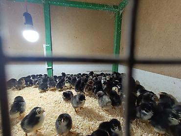 Cücələr: Salam herkese bayraminiz mubarek _xarkov qənbəri_ lider55_ sereblis _ — 12