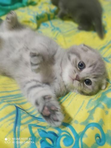 cat ruletka: Şotland, Erkək, Dişi, Ödənişli çatdırılma — 3