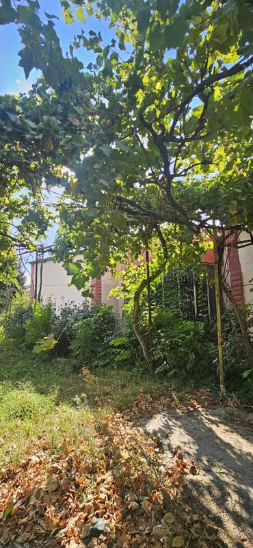 Torpaq sahələrinin satışı: 48 sot, Kənd təsərrüfatı, Kupça (Çıxarış) — 23