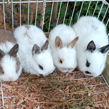 şirin dovşan şəkilləri: Tam sağlam karlik dovşanlar. Tər təmiz gül kimi. 100% karlik
