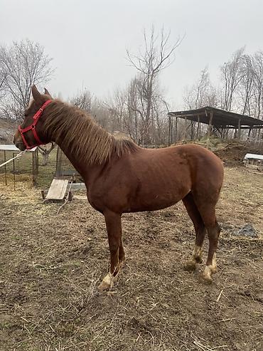 Лошади, кони: Продаю | Конь (самец) | Рабочий — 1