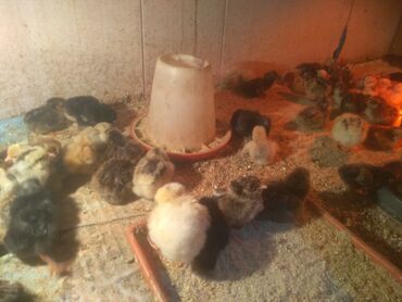 домашние цыплята: Сатам | Балапандар | Үй | Жумуртка туудуруу үчүн