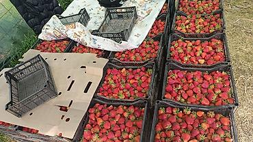 Клубника: Клубника — 13