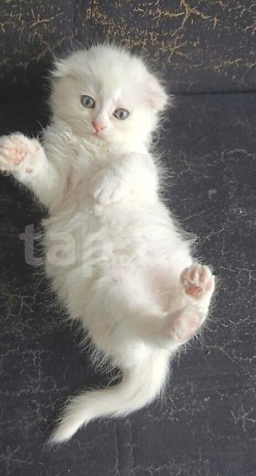 Кошки: Шотландская — 1