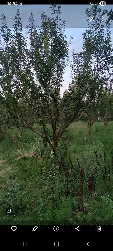 paulownia agaci: Meyvə bağı – armud ağacları - Şəkildə gördüyünüz kimi səliqəli sırada — 1