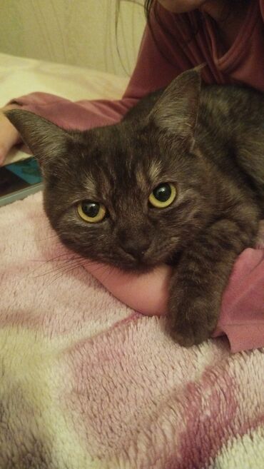 pişik cütləşmə: Yaxşı əllərə lalafo.az -da pişik cütləşmə: Yaxşı əllərə