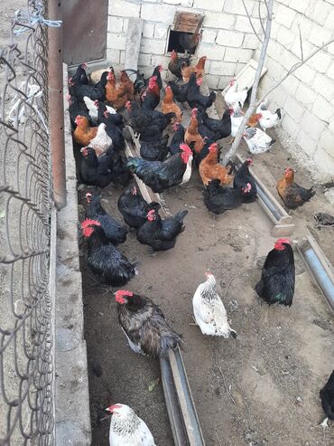 pişik satilir: Gördüyünüz bu toyuqların mayalı yumurtası satılır . 🐔Avstralop 🐔