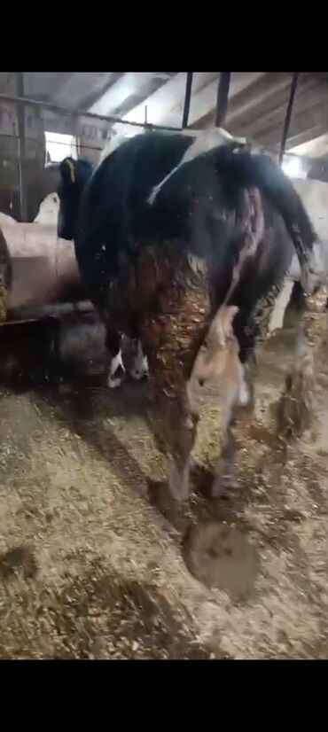 Inəklər, öküzlər: Salam aleykum super 2 dene iney diler cüt 6400 diyilir razılaşmaq olar — 5