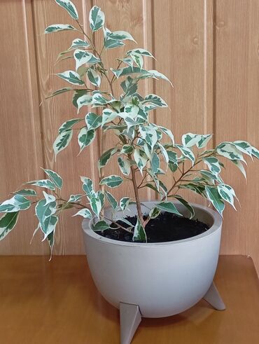 пила садовая: Фикус Бенджамина вариегатный в горшке - Вид: Ficus benjamina (пёстрая