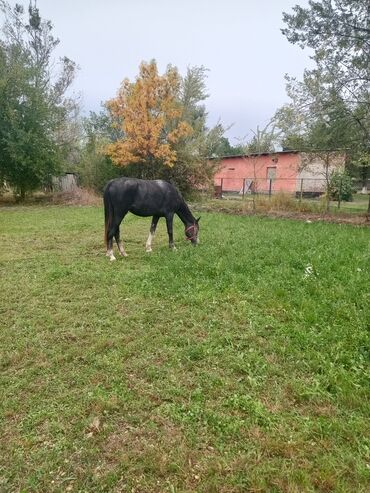 музо алам: Сатам | Бээ (ургаачы), Тай | Союуга, Көбөйтүү үчүн, Жумушка