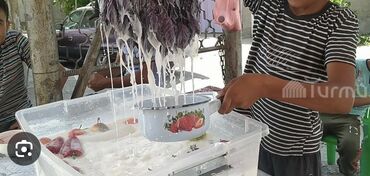 купить мицелий шампиньонов в бишкеке: Чалап сатканы бала керек