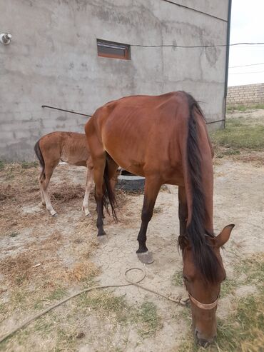 Atlar: Dişi, il: 5, Ünvandan götürmə