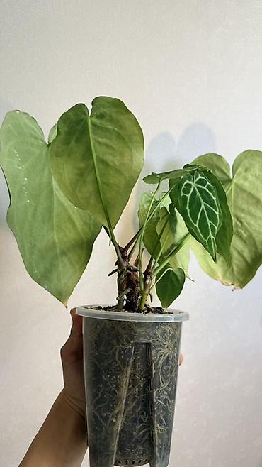 Бөлмө өсүмдүктөрү: Антуриум Кристаллинум (Anthurium crystallinum) На фото указаны — 2
