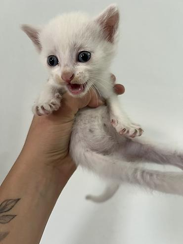 кошки манчкин: 🐾 Отдам котят в добрые руки ❤️ Котятам 2 месяца, уже самостоятельно — 5