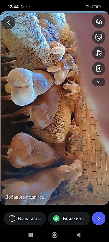 Баран, овца: Продаю | Овца (самка) | Для разведения — 9