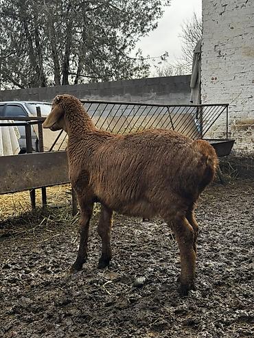 Баран, овца: Продаю | Овца (самка) | Для разведения | Ярка — 6
