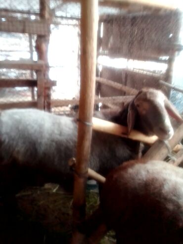 Козы, козлы: Продаю | Козлёнок | Для разведения — 12