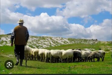 швея бишкек надом: Талап кылынат Чабан, Төлөм Келишим түрдө