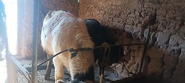 Коровы, быки: Продаю | Бык (самец) | На откорм | Привязанные — 4