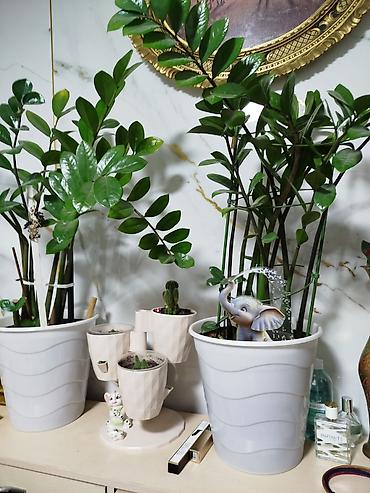 Денежное дерево: Замиокулькас (Zamioculcas zamiifolia) в декоративных горшках,2 горшка — 5