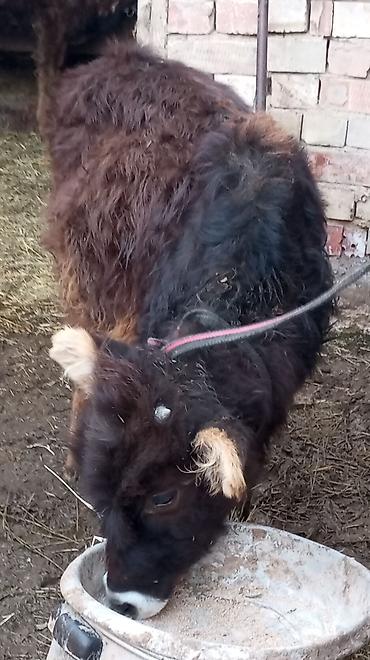 Коровы, быки: Продаю | Тёлка | Для разведения — 7