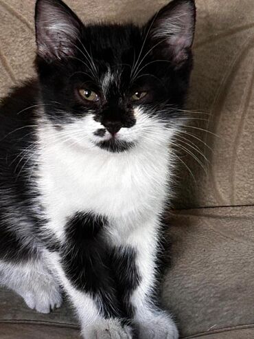 котенок в добрые руки: Котёнок с необычным окрасом «чёрный с белым» (типично «токсидо»). -