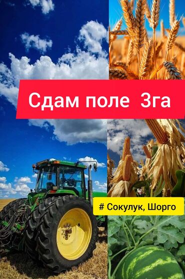 сто арендага берилет: 300 соток Айыл чарба үчүн, Муздак суу