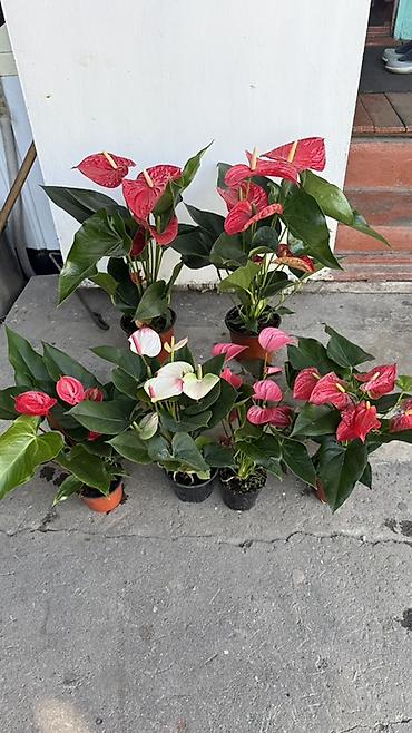 Комнатные и садовые растения в горшках - Антуриум (Anthurium)