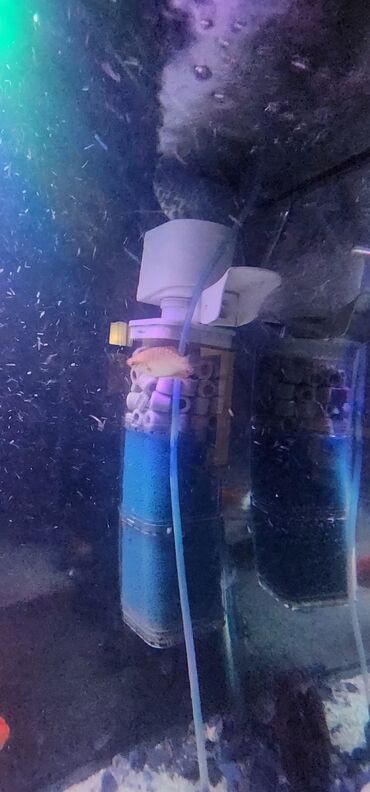 Akvariumlar: Dördbucaq akvarium, Balıqlarla birlikdə, 120 l — 23