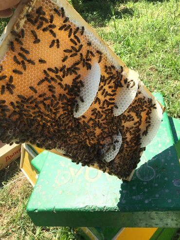 Bal: Kəlbəcər balı – dağ-çiçək və yaylaq balı, həmçinin çökə (linden) balı -da lalafo.az — 5 Bal: Kəlbəcər balı – dağ-çiçək və yaylaq balı, həmçinin çökə (linden) balı — 5