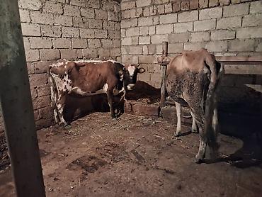 simental inekler satilir: 2 dene Heyvandi qirmizi ala Bogazdi 3 cu qarin 2 aylig Sari inekde — 5
