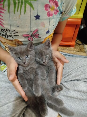 сколько стоит британская короткошёрстная кошка: Один девочка,3 мальчика