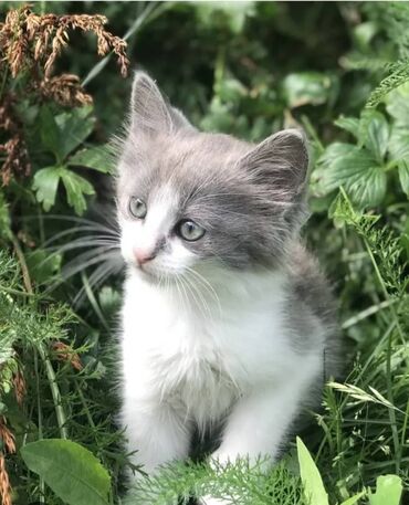 британская короткошерстная кошка купить: Кошка даром: Сибирская, 2 месяца, Мальчик, С прививками, Метис, Проглистована