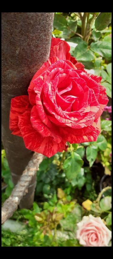 Tinglər: Məhsul: Gül kolları (gül tingləri) - Növlər və rənglər: - — 13